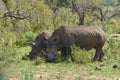 Two white rhinoceros Ceratotherium simum in HluhluweÃ¢â¬âiMfolozi Park, South Africa Royalty Free Stock Photo